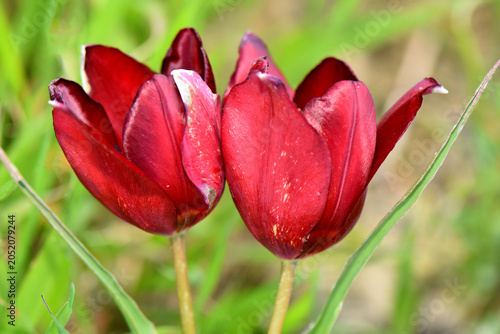 Close-up of two dark red wild Cyprus tulips blooming side by side. Macro shot of a pair of endemic Tulipa cypria flowers in a green spring meadow.