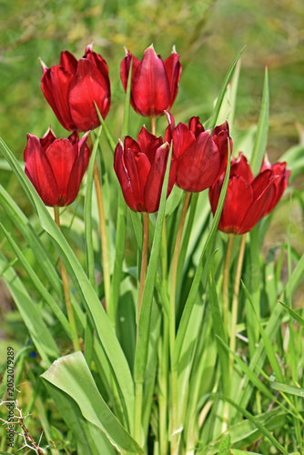 A cluster of dark red wild Cyprus tulips blooming among green leaves. Beautiful clump of endemic Tulipa cypria wildflowers in a meadow during spring.