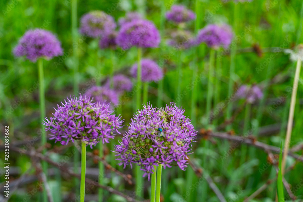Fototapeta premium Purple Allium Flowers in Blooming Field