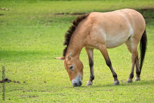 Przewalski's horse in a clearing
