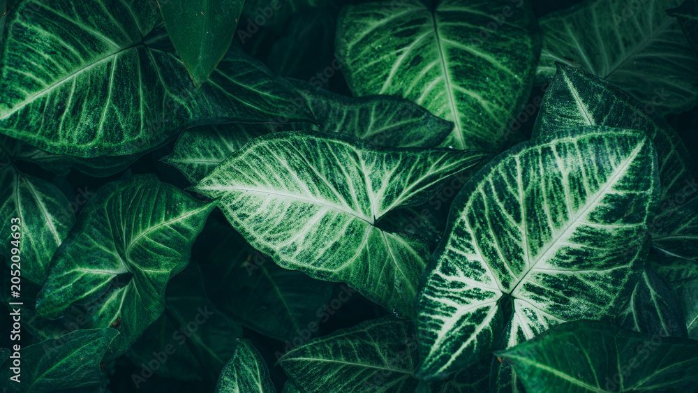 Fototapeta premium abstract tropical leaf textures on dark tone, natural green background