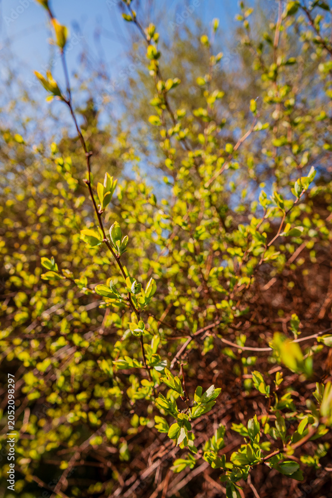 Fototapeta premium Bright green leaves emerge, celebrating the arrival of spring in a sunny outdoor landscape