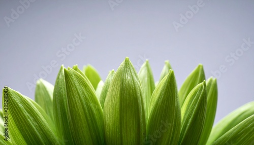 Green plant leaves emerge in a serene natural environment with lush foliage.
