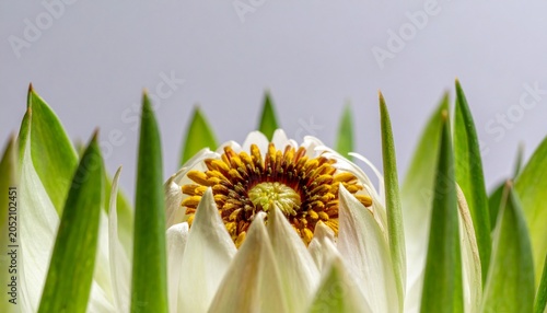 A close-up view of a white flower with green leaves and a yellow center in a natural setting.