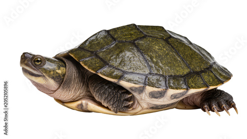 Картината върху платно Green turtle with patterned shell and sharp claws
