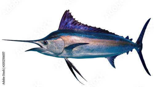 Bild auf Leinwand Blue Marlin Fish with Spear-like Bill and Dorsal Fin