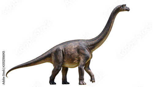 Obraz na płótnie Brachiosaurus dinosaur with long neck and tail