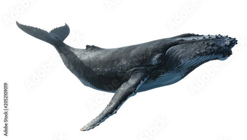 Bild auf Leinwand Humpback whale swimming detailed skin texture, pectoral fin extended