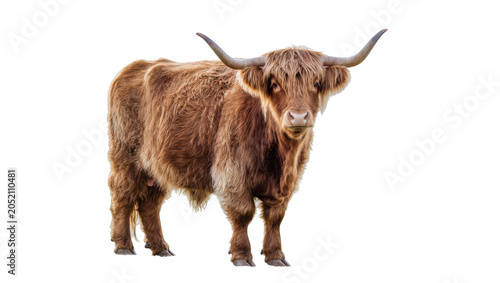 Schilderij op canvas Highland cow with long horns and shaggy brown fur