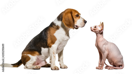 Photography Beagle dog and Sphynx cat looking at each other