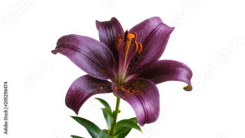 Foto Deep purple lily flower with orange stamen and green leaves