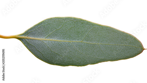 Vászonkép Single green oval leaf with prominent veins and stem