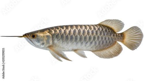 Photos Silver Arowana fish with long barbels and large scales