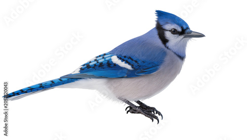 Blue Jay bird with crest and patterned wings