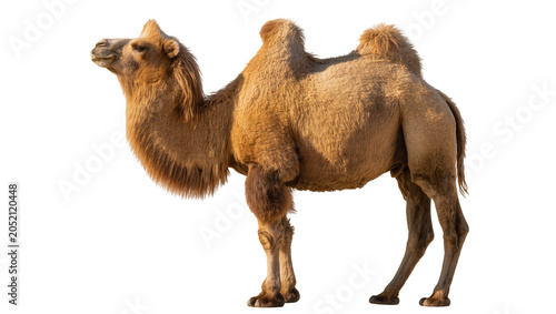 Photos Dromedary camel with one hump tan fur, standing profile view