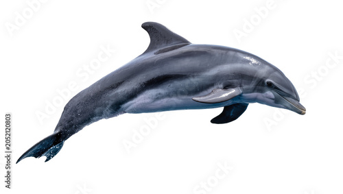 Quadro su tela Gray dolphin swimming with sleek body and fins