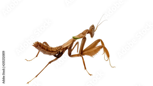 Photos Brown praying mantis with green accent on thorax