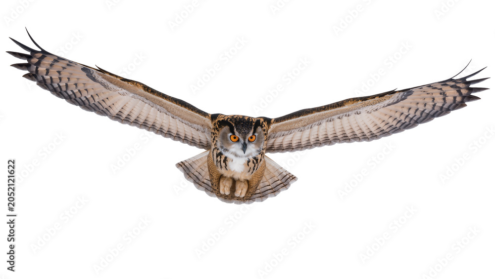 Obraz premium Eurasian Eagle Owl with wings spread flying forward