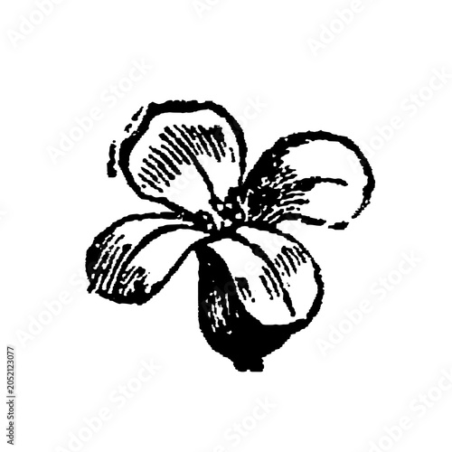 Fotografia Crucifer flower (Brassicaceae), four petals with intricate line shading, botanical engraving, old vintage illustration, 1897