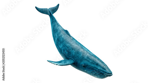Fotografia Beautiful wild blue whale marine animal model on a transparent background
