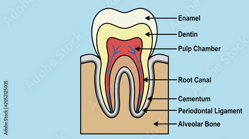 Human Molar Anatomy Labeled Cross-Section