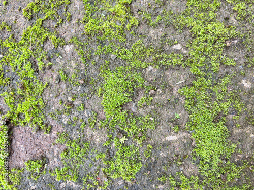 Cuadro en lienzo Moss Growing on Rough Stone Wall with Natural Green Patterns