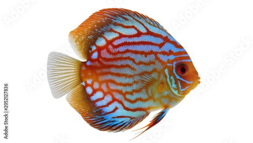 Foto Orange and blue striped discus fish with red eye