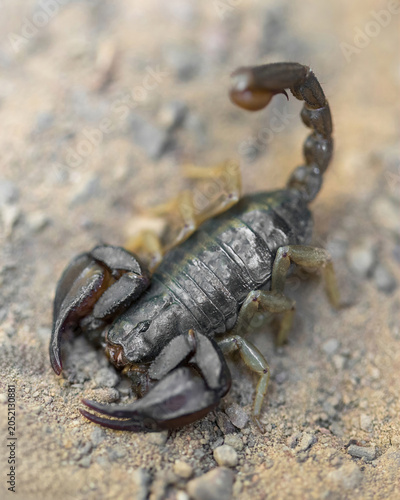 California Forest Scorpion in a classic defense posture. Santa Teresa County Park, Santa Clara County, California.