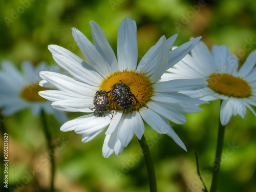 Two Oxythyrea funesta white spotted beetles feeding on daisy flo