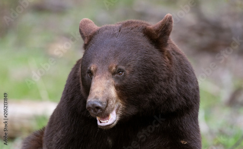Canvas Print Chocolate Brown American Black Bear closeup