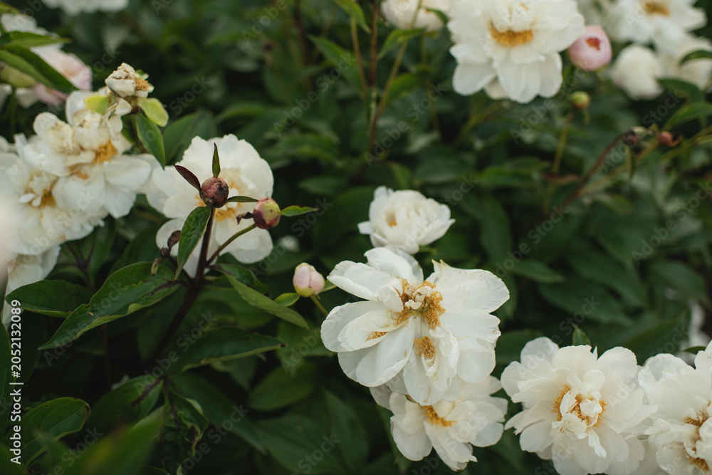 Fototapeta premium White peonies and buds blooming on a lush bush
