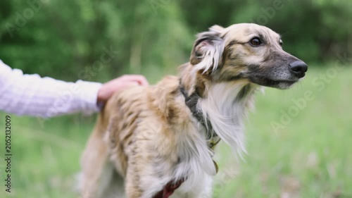 Person petting an elegant Saluki dog outdoors