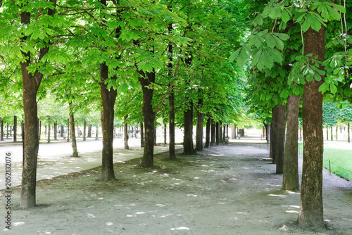Bild auf Leinwand A shady tree lined park alley in Paris