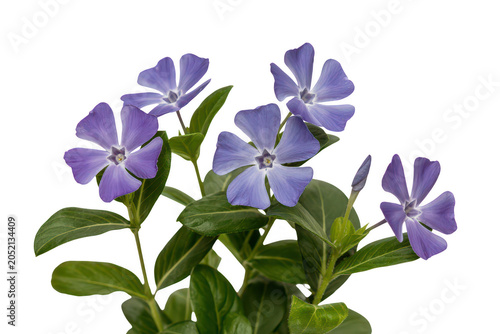 Cluster of vibrant blue periwinkle flowers with green leaves isolated on a black background, for botanical nature