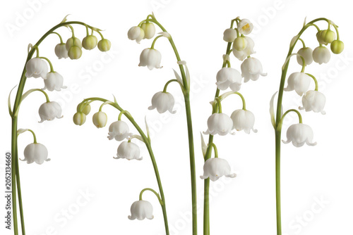 Delicate white lily of the valley flowers with green stems and small bell shaped blossoms, isolated on a black background, spring botanical