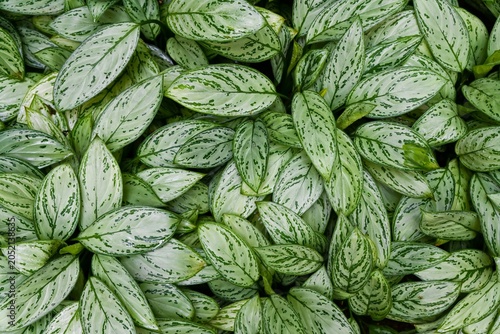 Vibrant silver and green variegated leaf texture closeup of Aglaonema Silver Queen plant background in Hong Kong Park