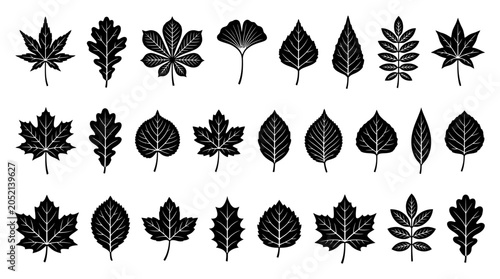 Konstfotografi Set of black tree leaf silhouettes and botanical foliage icons on white