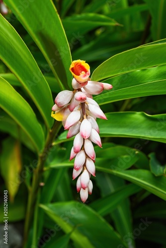 Vertical view of one shell ginger alpinia zerumbet flower blooming on branch with long green leaves in garden in Macau