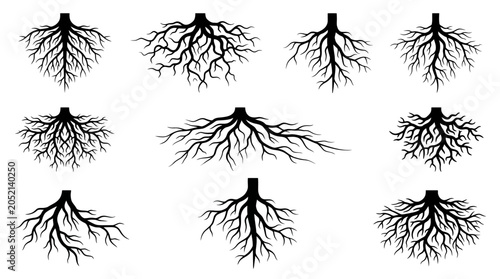 Foto Set of Black Silhouette Tree Root Systems for Botanical Design and Nature Art