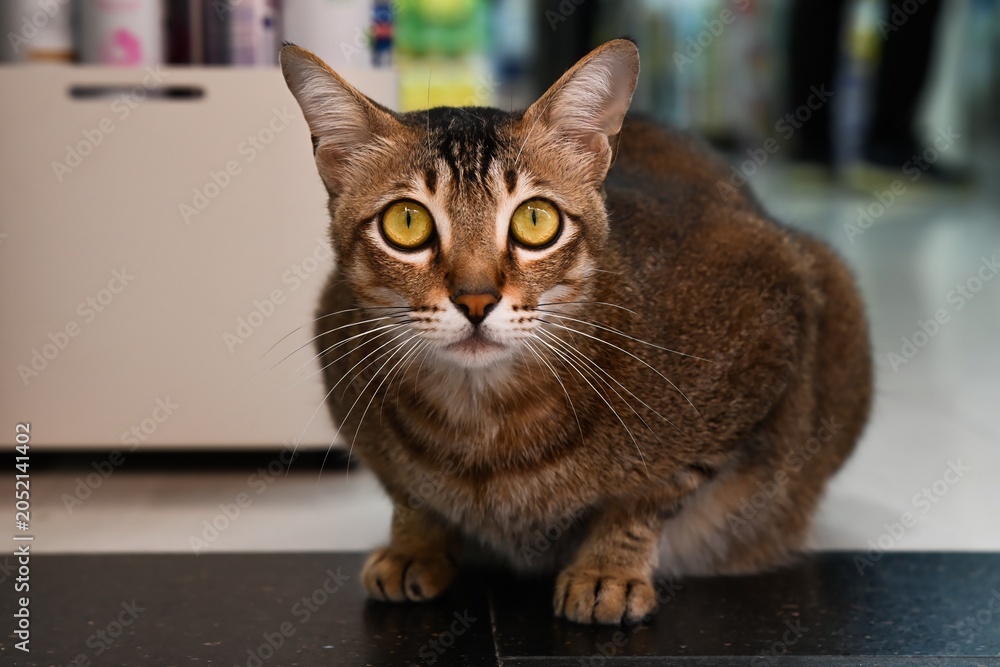 Ταπετσαρία Scared domestic brown cat sitting on the floor with wide open yellow eyes expres