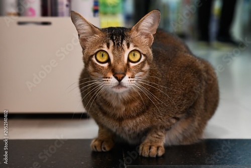 Canvas Print Scared domestic brown cat sitting on the floor with wide open yellow eyes expres