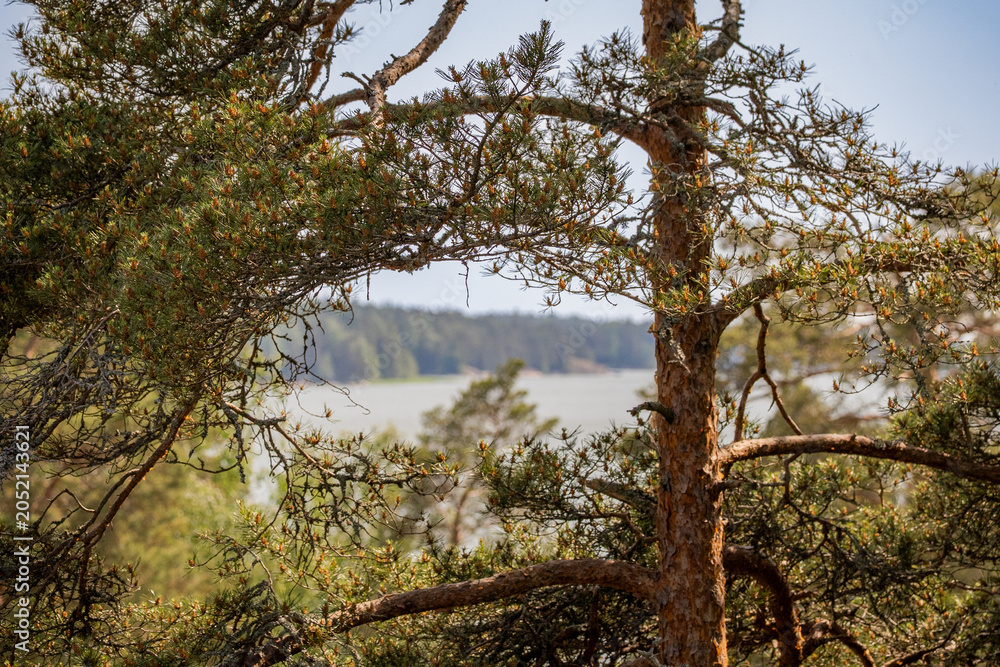 Fototapeta premium Hidden viewpoint through pine branches overlooking a quiet lake, blending woodland scenery with themes of discovery and tranquility.