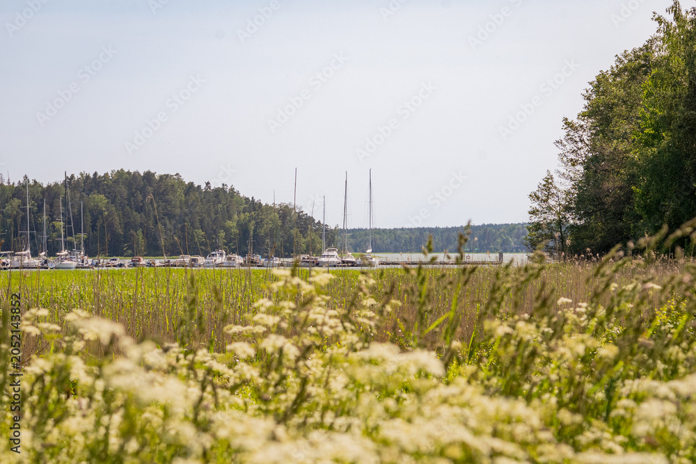 Obraz premium Marina with sailing yachts beyond reed beds, tranquil lakeside landscape combining boating and nature
