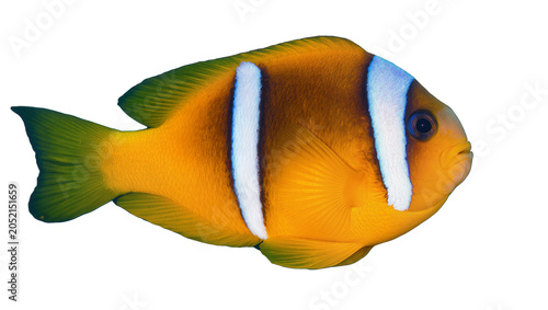 Photography Orange clownfish with white stripes and green tail fin