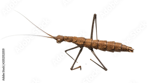 Brown stick insect with long antennae and segmented body
