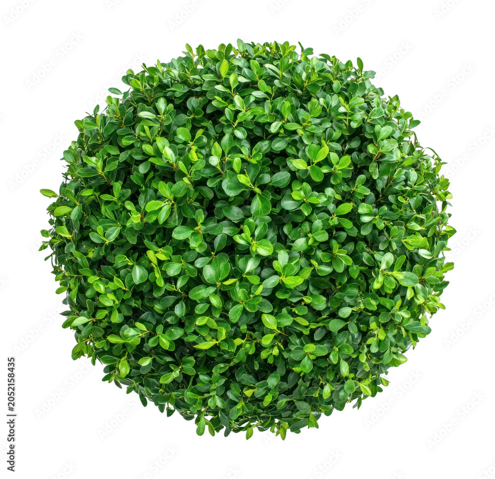 Obraz premium PNG Round lush green foliage