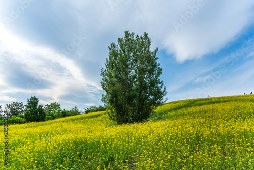 Foto A sea of pure white flowers and a lone tree under the spring sunshine