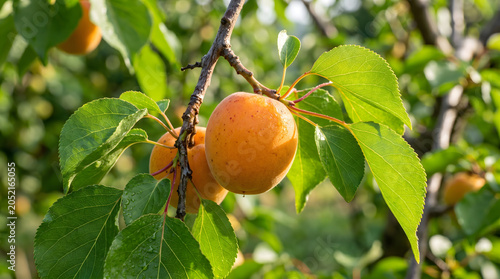 Fresh ripe apricots hanging on a tree branch in a sunny orchard