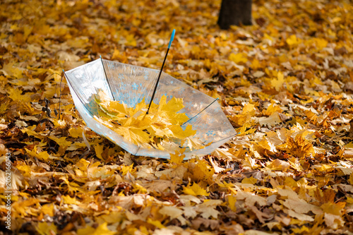 Transparent umbrella over ground covered with fallen yellow maple leaves in autumn season