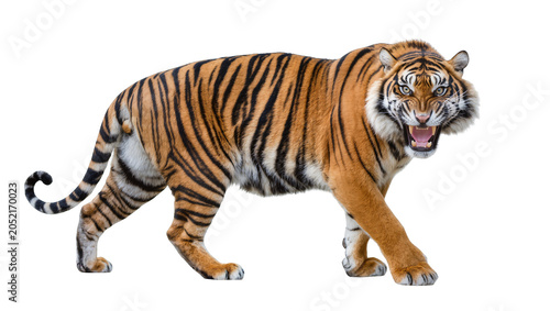 Schilderij op canvas Bengal tiger walking with open mouth and bared teeth